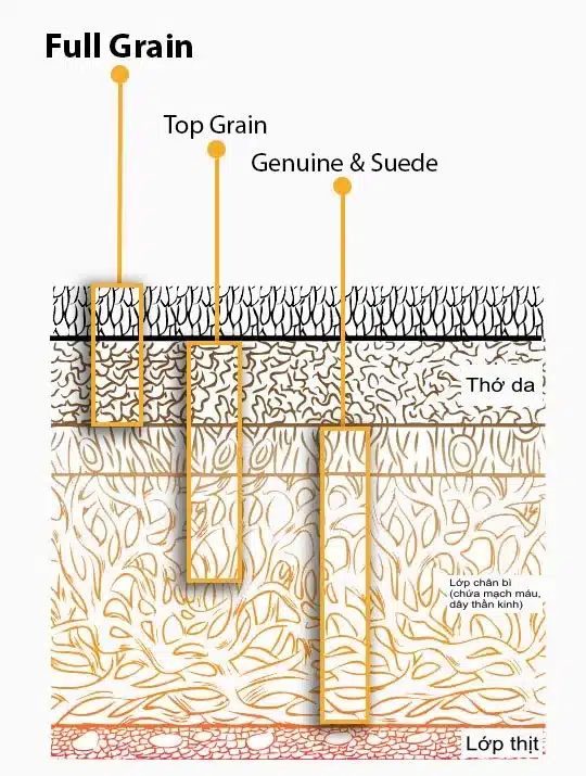 Phân lớp cấu tạo da: Chỉ có lớp Full-grain trên cùng mới giữ được độ bền nguyên thủy và khả năng chịu lực tuyệt vời nhất.