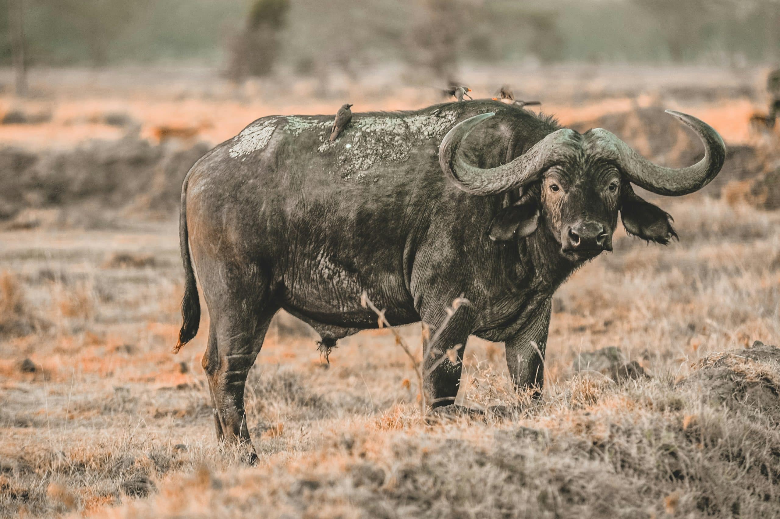Hình cận cảnh một con water buffalo